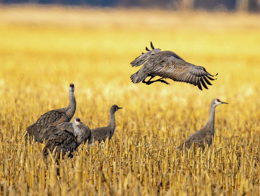 Sandhill Cranes, Kearney Nebraska Photograph by Franklin Baker Fine