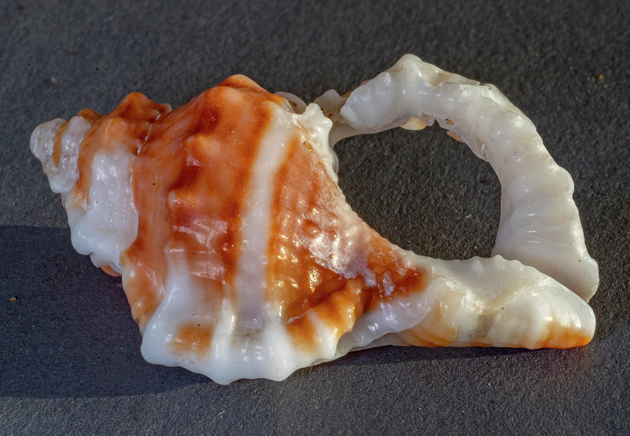 Sea Shells #29 Photograph by Tommy Farnsworth