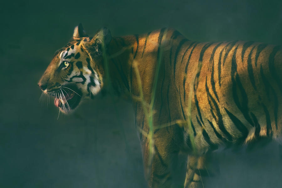 Tiger of Tadoba #29 Photograph by Kiran Joshi