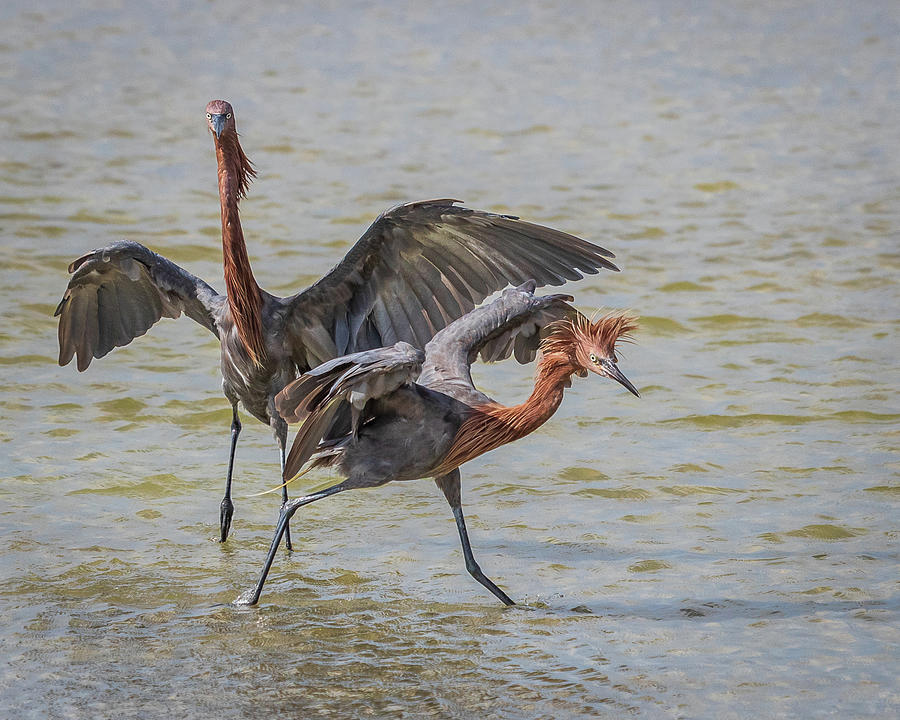 Wading Birds - Egrets Photograph by George Capaz | Fine Art America