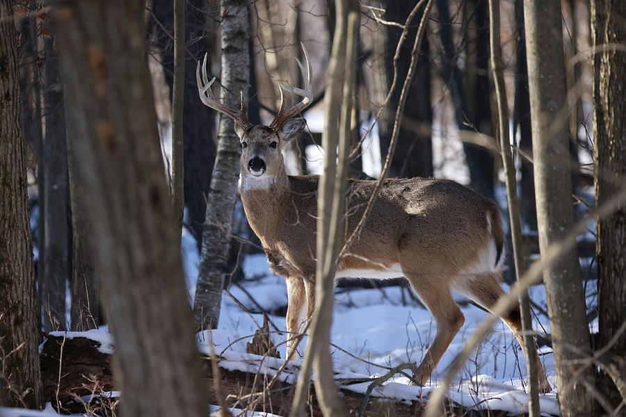 Whitetail Buck #29 Photograph by Brook Burling