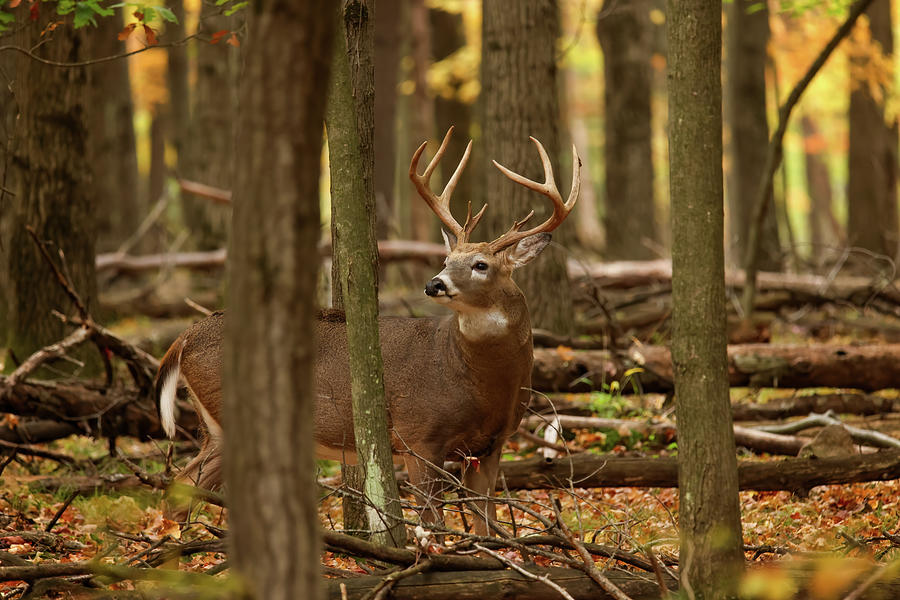 Whitetail Deer #29 Photograph by Brook Burling