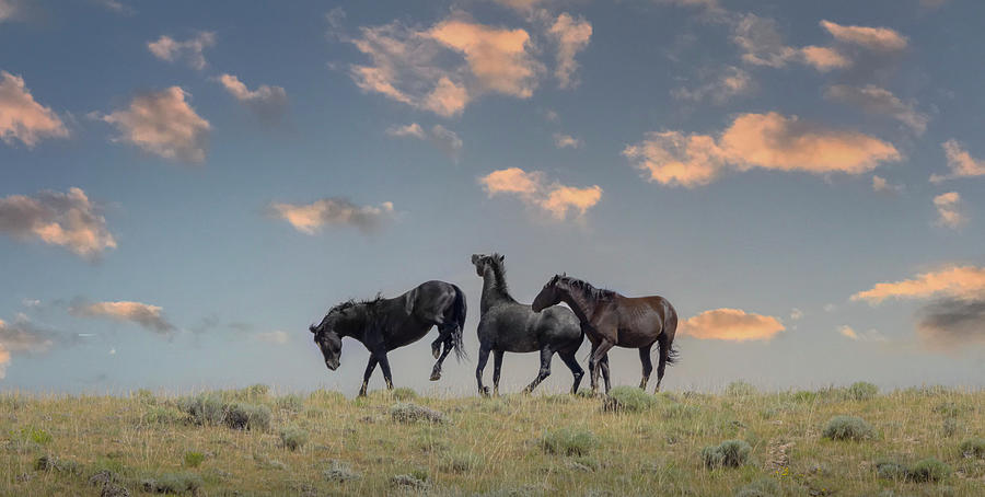 Wild Horses #29 Photograph by Laura Terriere