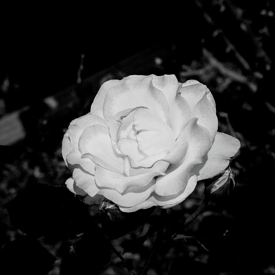Flower Photograph - 29.2024-1 Nicole Carol Miller Rose Black and White #292024 by M K Miller
