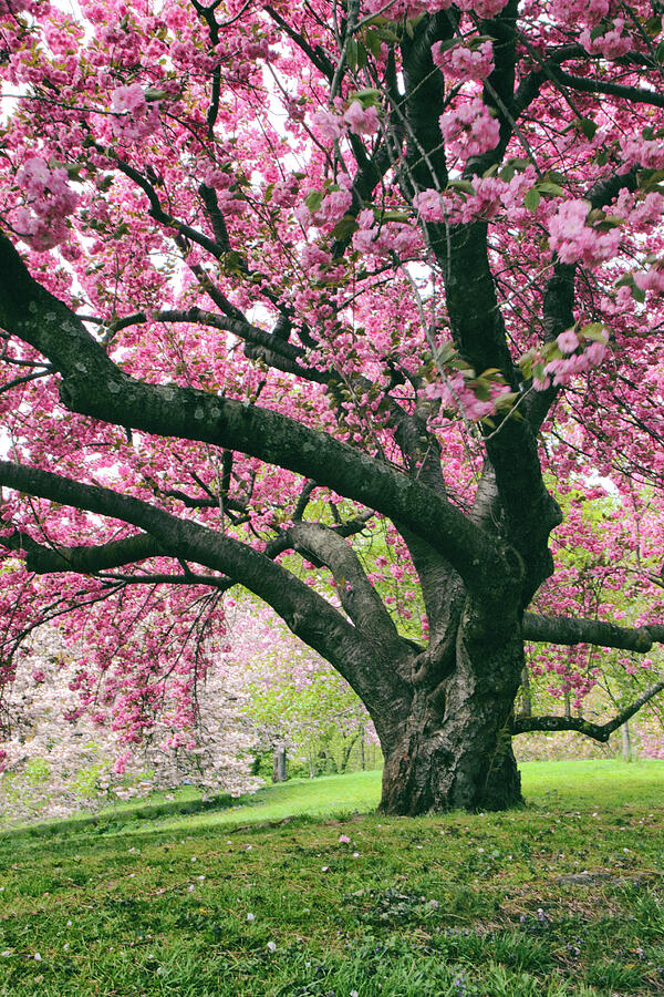 Grand Old Cherry Tree Photograph by Jessica Jenney