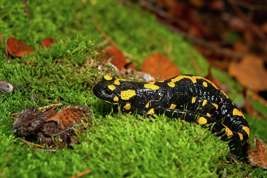 A beautiful fire salamander in the forest Photograph by Stefan Rotter ...