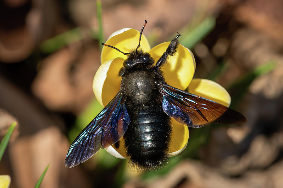 carpenter bee