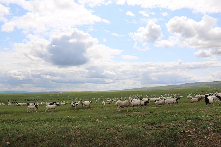 a flock of sheep in Mongolia Photograph by Otgon-ulzii Shagdarsuren ...