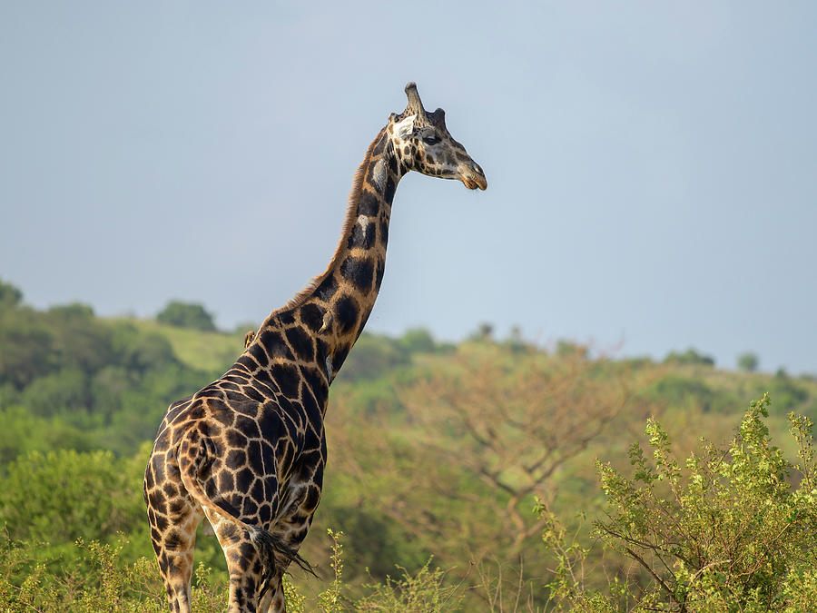 A giraffe in Murchison Falls National Park Photograph by Stefan Rotter ...