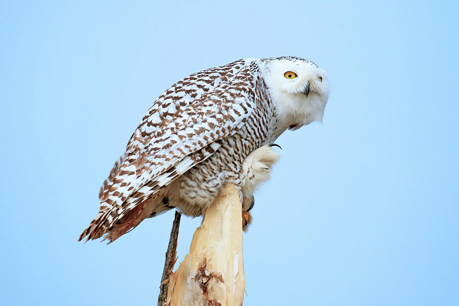 A Juvenile Female Snowy Owl #3 Photograph by Shixing Wen