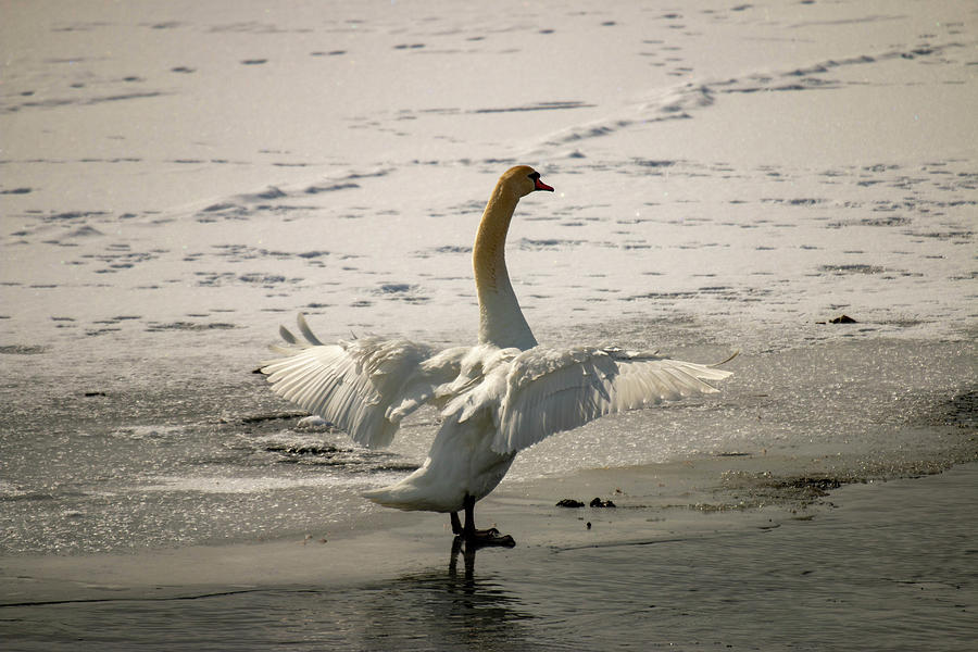 A majestic mute swan bracing the Canadian winter Photograph by Kaleb Kroetsch Fine Art America