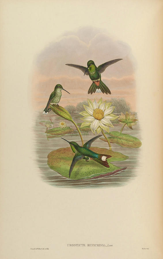 A monograph of the Trochilidae, or family of humming birds c1880  #3 Painting by MotionAge Designs