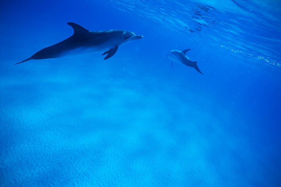 A spectacular view of dolphins swimming underwater #3 Photograph by Mixa