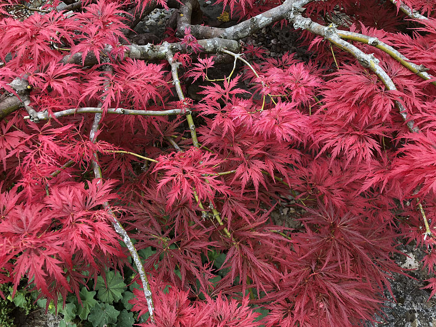 Acer japonicum tree #3 Photograph by Feifei Cui-Paoluzzo