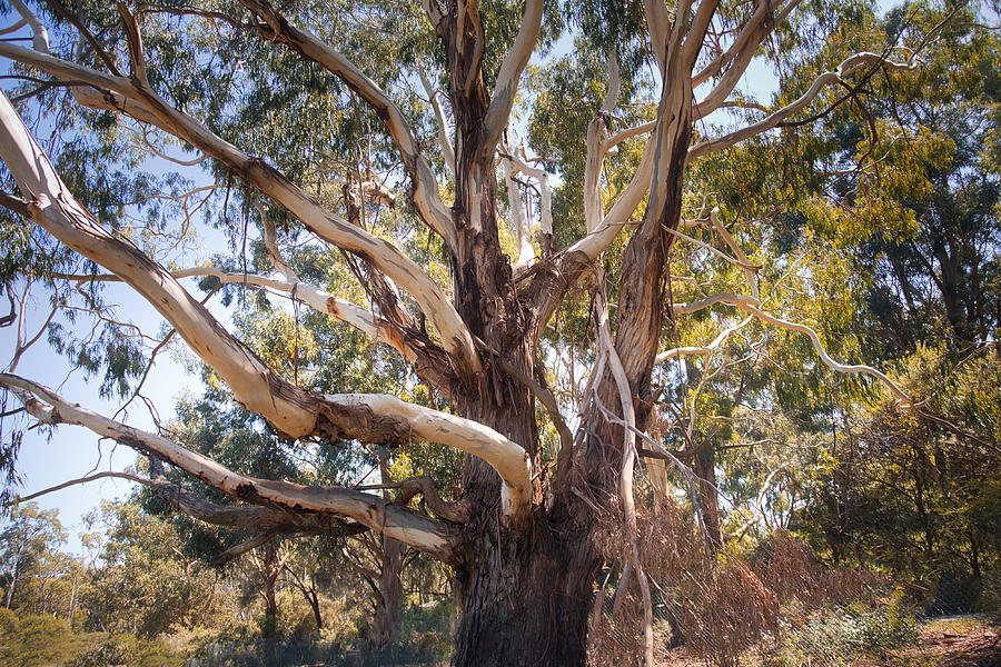 Adelaide, Australia, park Photograph by Marc Wormser - Fine Art America