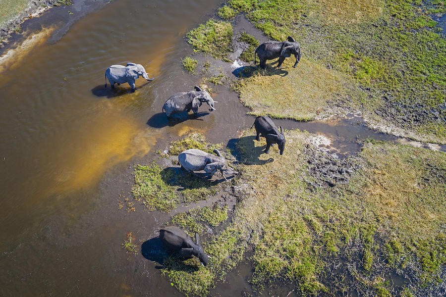 Aerial view of elephants, Okavango Delta, Botswana, Africa #3 Photograph by Guenterguni