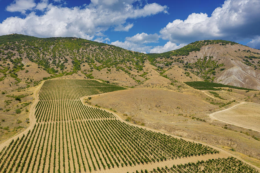 Aerial view of mountain vineyard in Crimea #3 Photograph by Mikhail Kokhanchikov