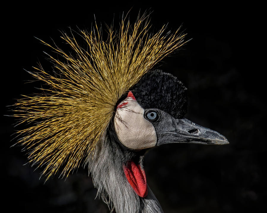 African Crowned Crane #3 Photograph by Ernest Echols