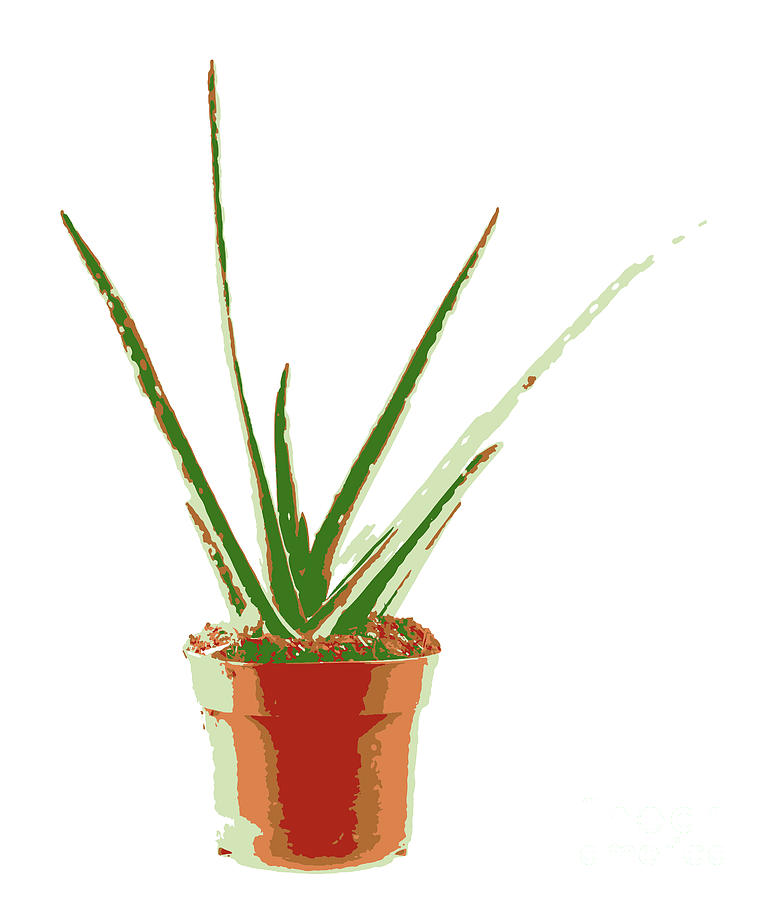 Aloe vera plant isolated on white background Digital Art by Nenov Images -  Pixels