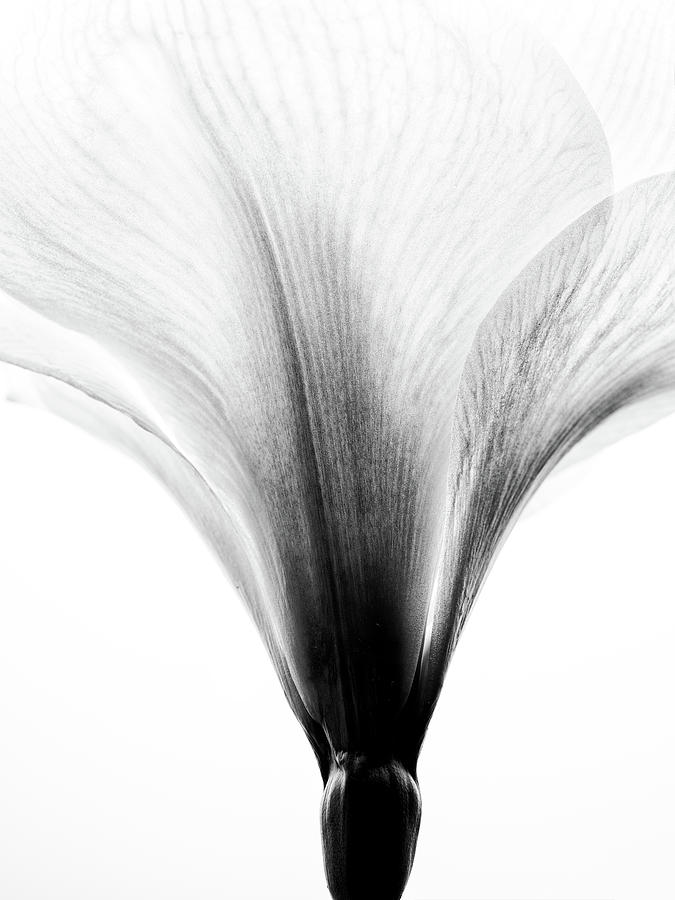 Black And White Photograph - Amaryllis #3 by Nailia Schwarz