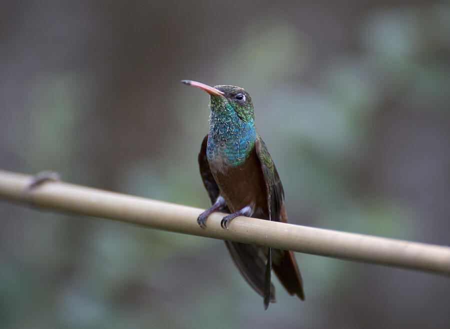 Amazilia hummingbird #3 Photograph by Pietro Ebner