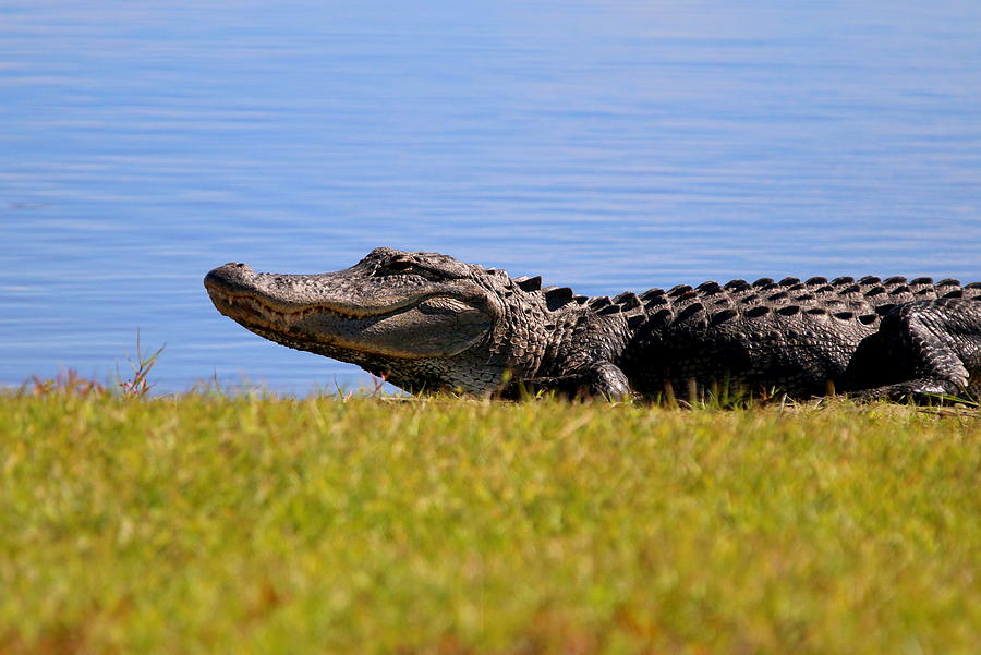 American Alligator Deep Hole Myakka Photograph by Olli Kay - Fine Art ...