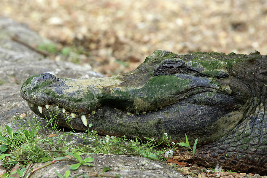 American Alligator Florida Photograph by Bob Savage | Fine Art America