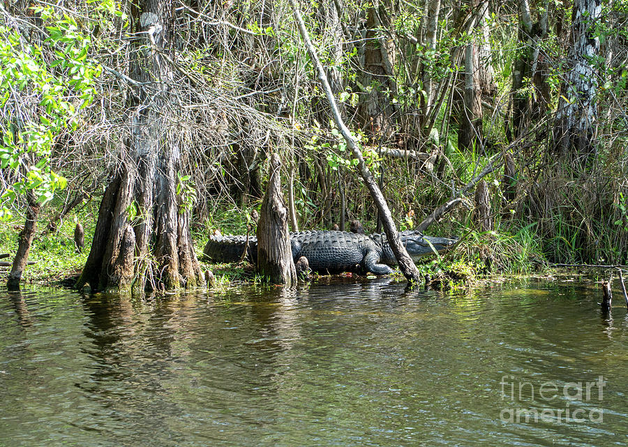 American alligator in the Everglades in southern Florida, USA #3 Photograph by William Kuta
