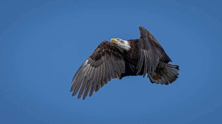American Bald Eagle #3 Photograph by Rick Mosher