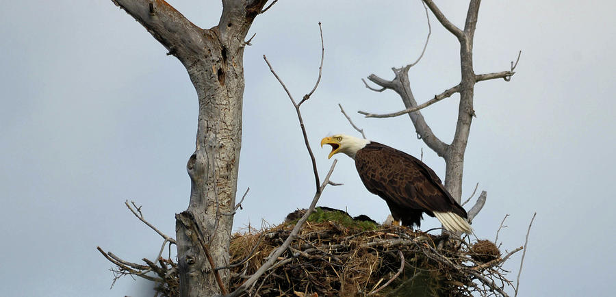 American Bald Eagle Photograph