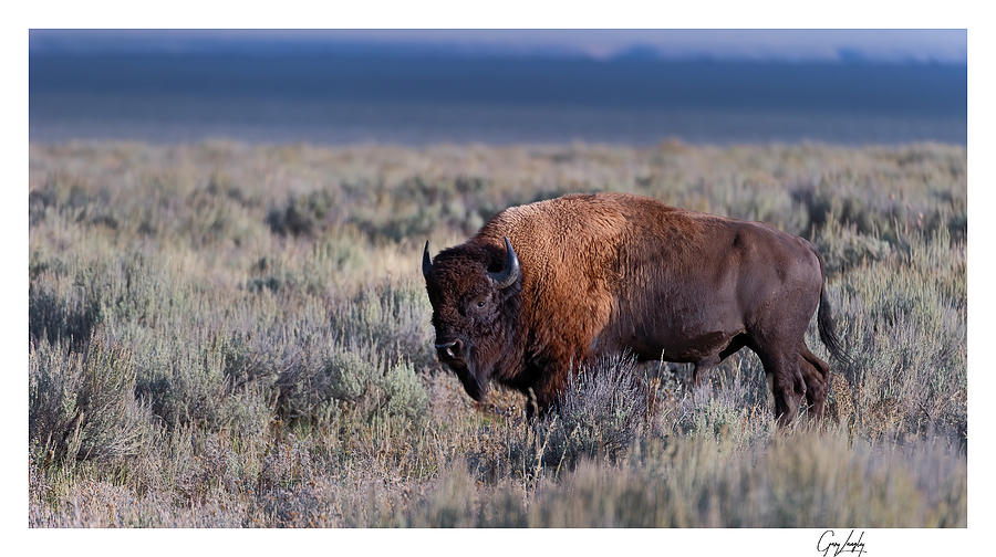 American Bison  #4 Photograph by Gary Langley