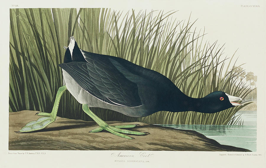 Audubon Birds Drawing - American Coot #3 by John James Audubon