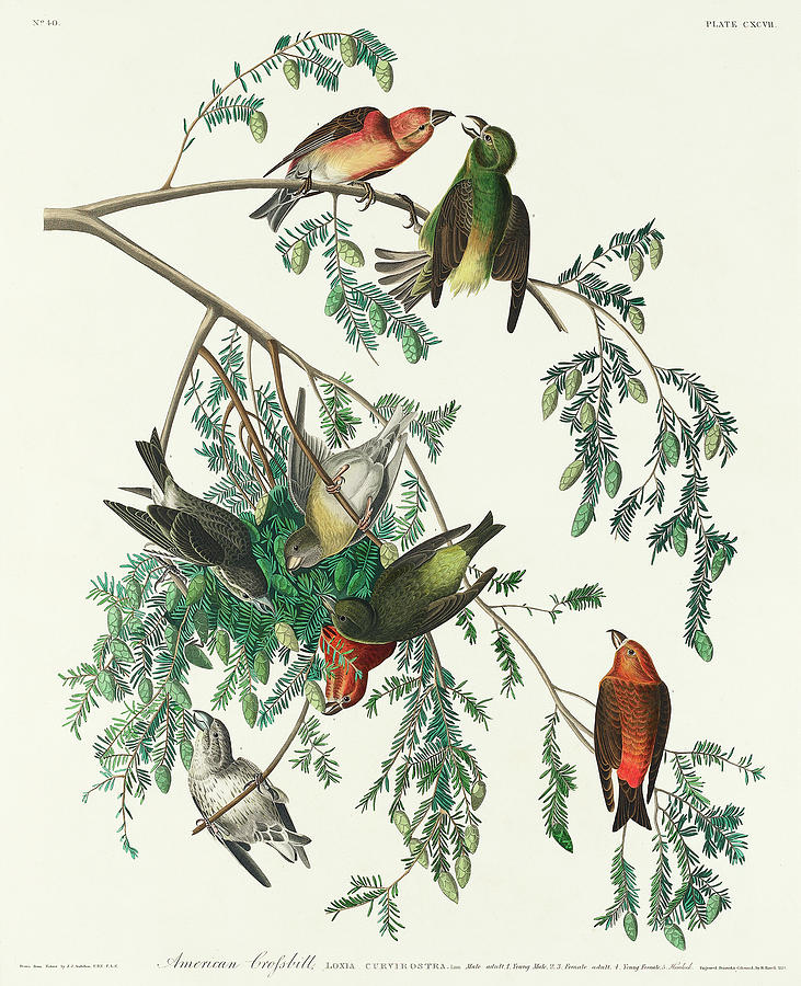 Audubon Birds Drawing - American Crossbill #3 by John James Audubon