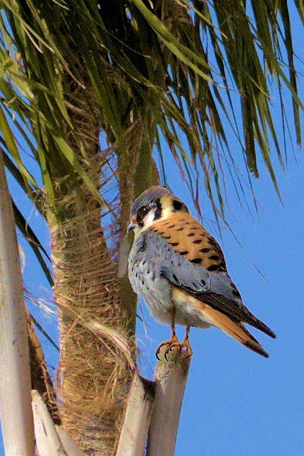 American Kestrel Falcon Photograph by Thomas Hartley - Fine Art America