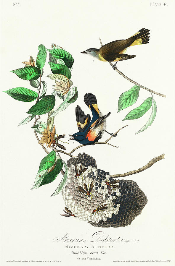 Audubon Birds Drawing - American Redstart #3 by John James Audubon