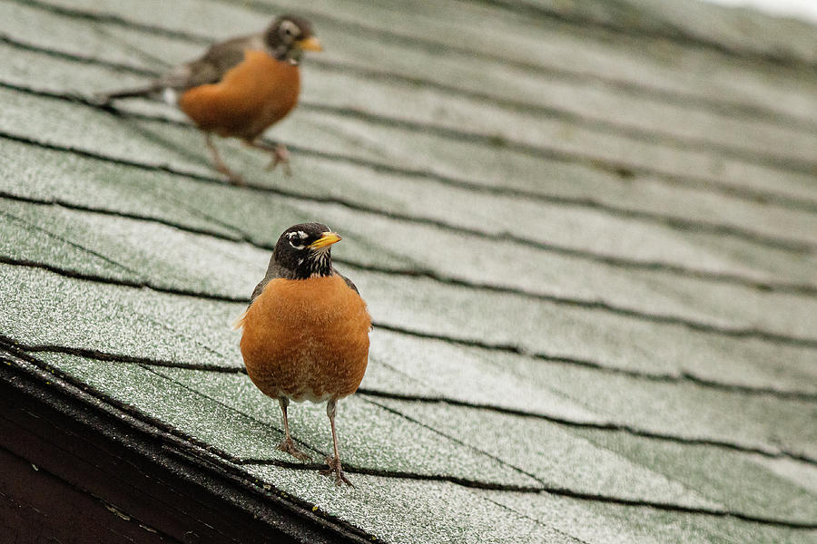 American Robins on the roof #3 Photograph by SAURAVphoto Online Store