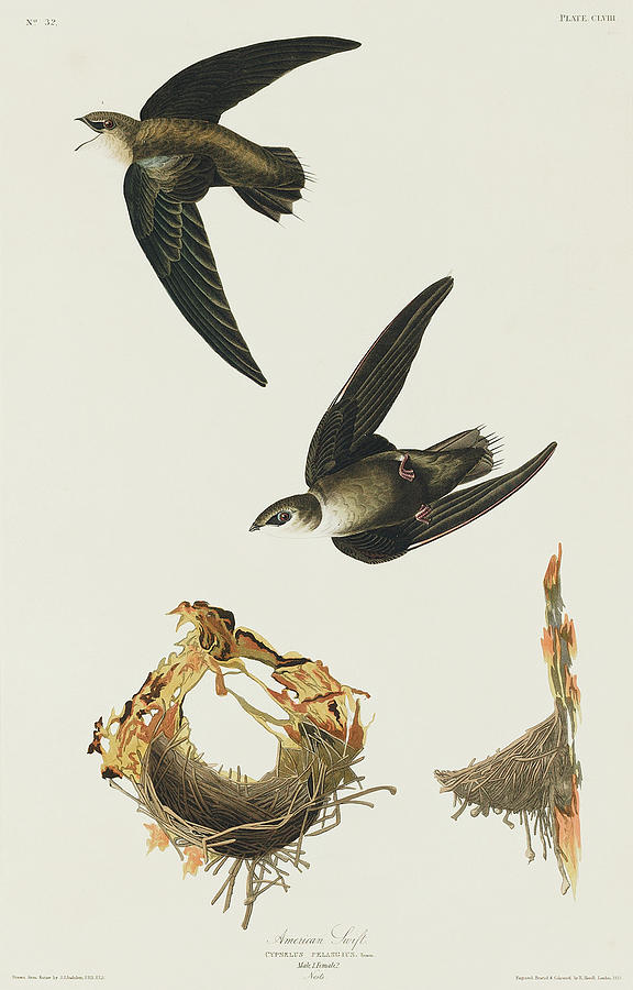 Audubon Birds Drawing - American Swift #3 by John James Audubon