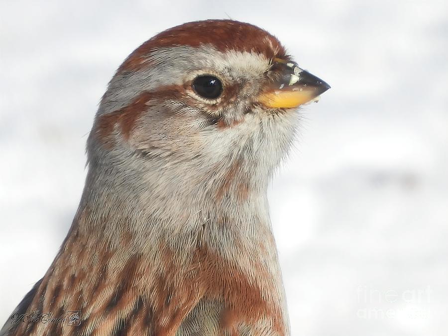 American Tree Sparrow in Winter #1 Photograph by J McCombie