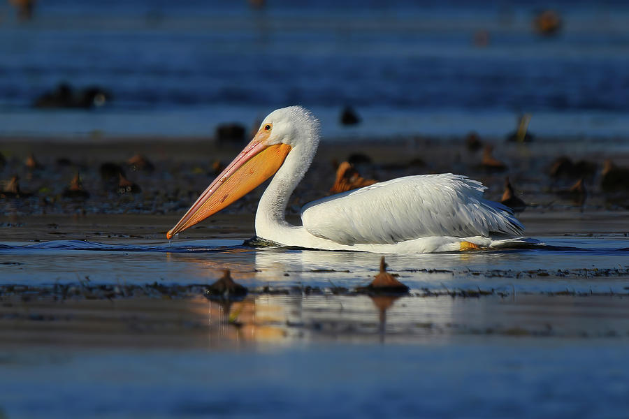 American White Pelican #3 Photograph by Shixing Wen