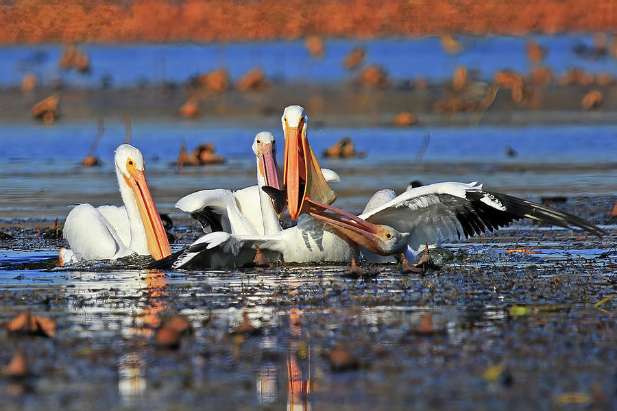 American White Pelicans #3 Photograph by Shixing Wen