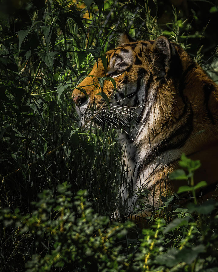 Amur Tiger #3 Photograph by Ernest Echols