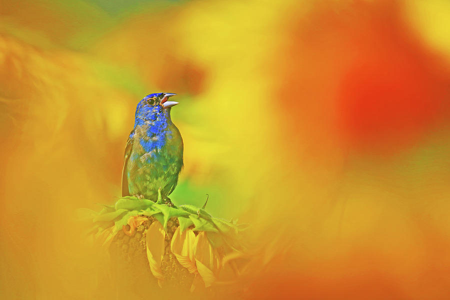 An Indigo Bunting Perched on a Sunflower #3 Photograph by Shixing Wen