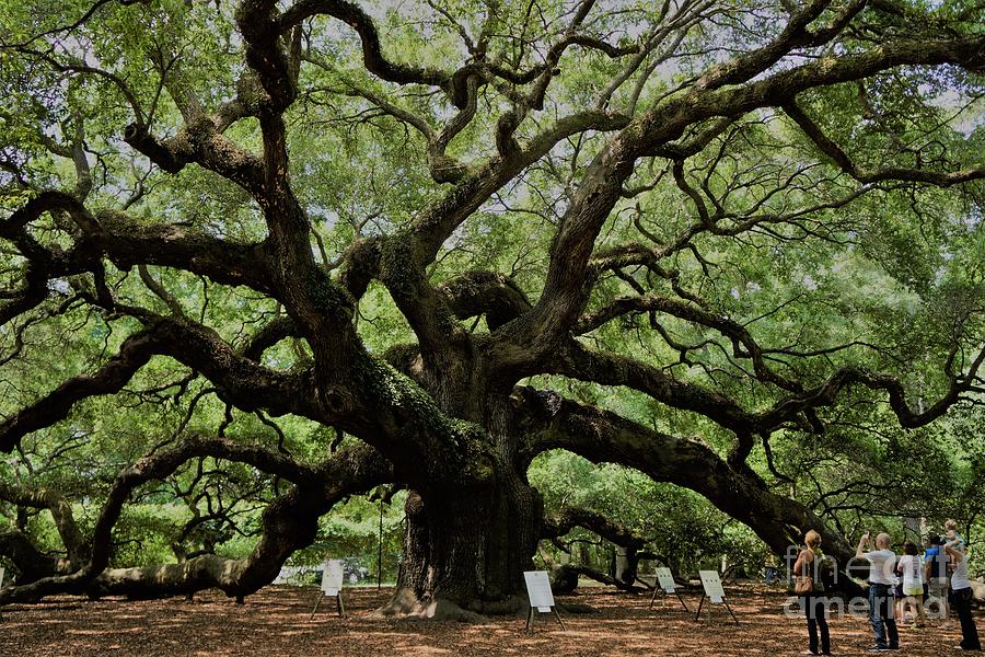 Angel Oak #2 Photograph by Groover Studios