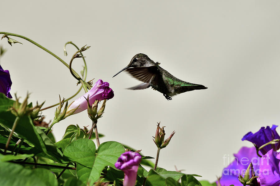Annas Hummingbird #3 Photograph by Amazing Action Photo Video