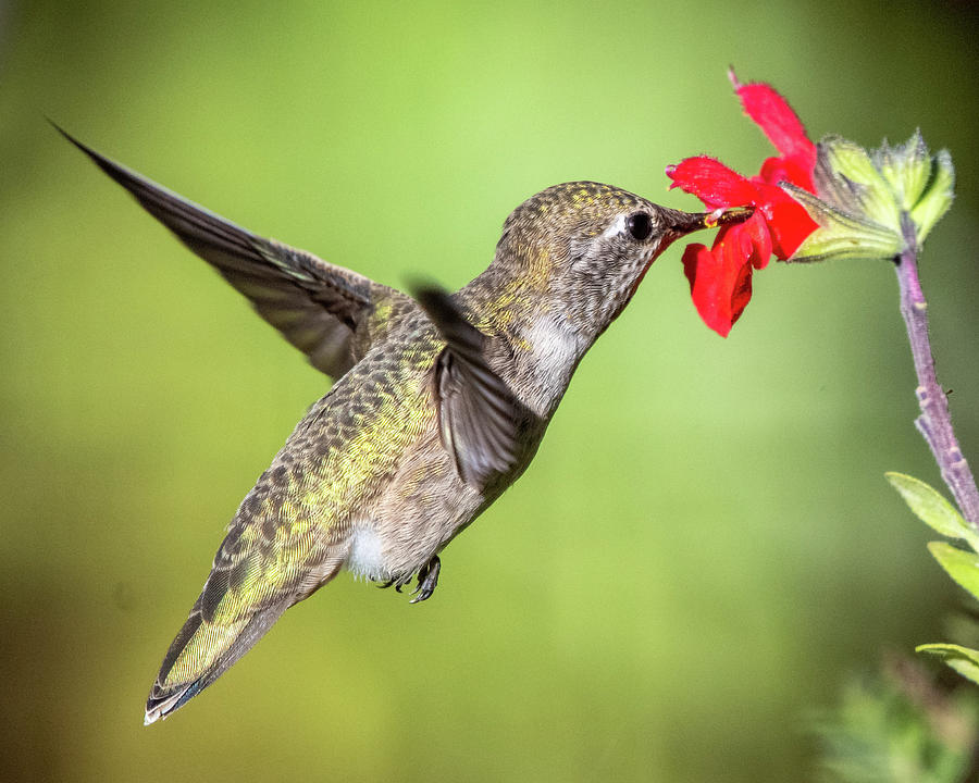Annas Hummingbird Feeding Photograph by Ken Stampfer
