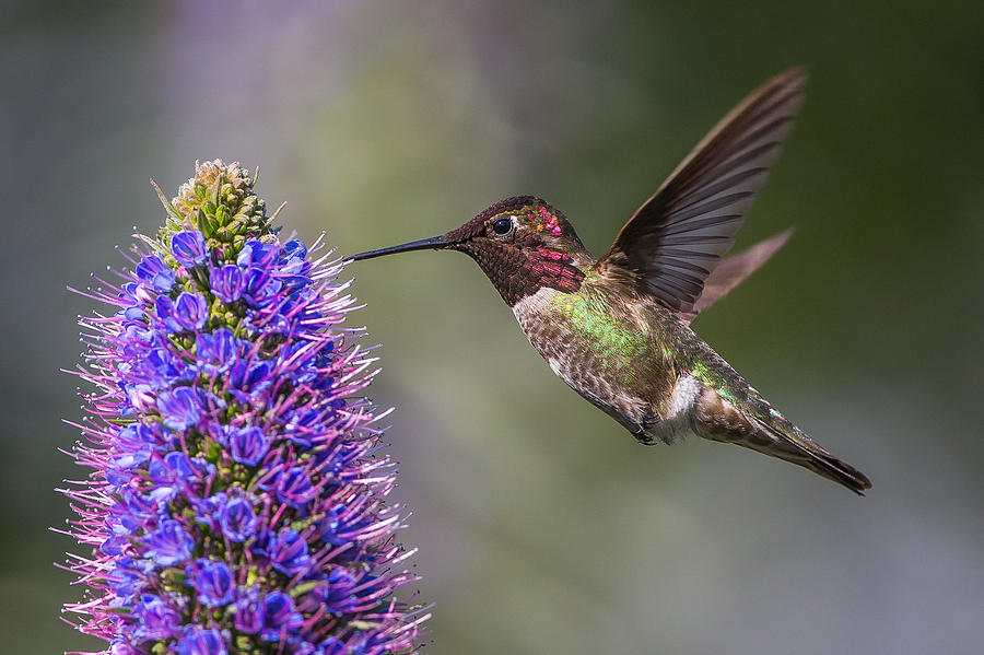 Annas Hummingbird #3 Photograph by Tze-hsin Woo