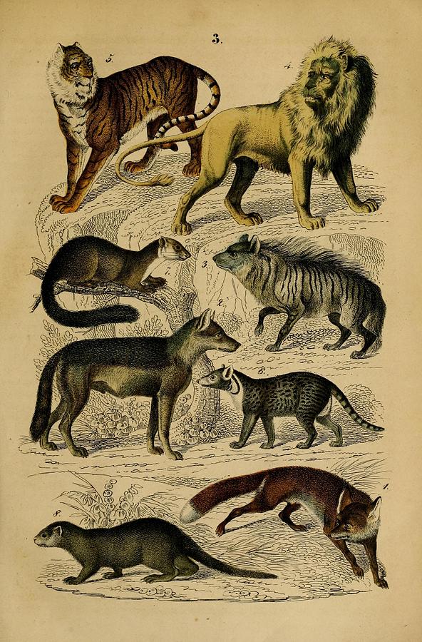 Antique carnivore Illustration Mixed Media by Beautiful Nature Prints ...