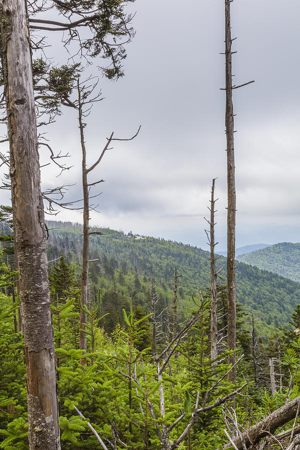 Appalachian Trail; Clingmans Dome; Dead Trees #3 Photograph by Jerry Whaley