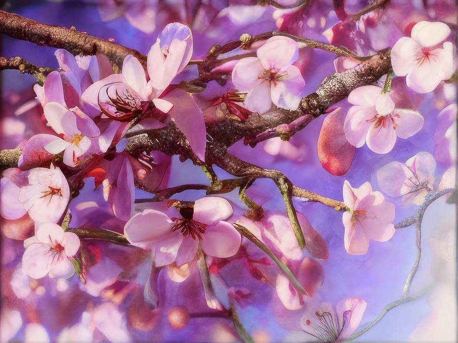 Apple Blossoms #3 Digital Art by Robert Bissett