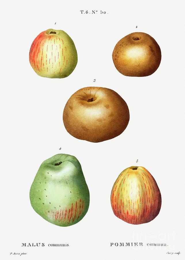 Nature Painting - Apple, Malus communis from Traite des Arbres et Arbustes que lon cultive en France en pleine terre  #3 by Shop Ability